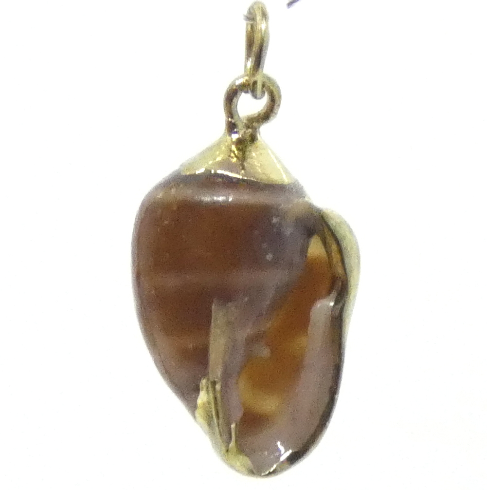 Brown Tiny Shell with Gold